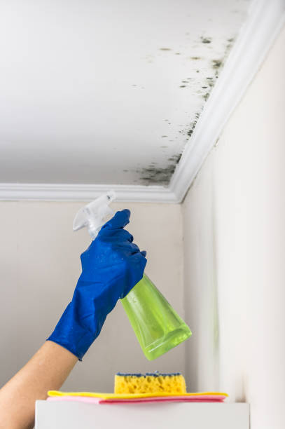 Mold Testing and Removal in Coralville, IA